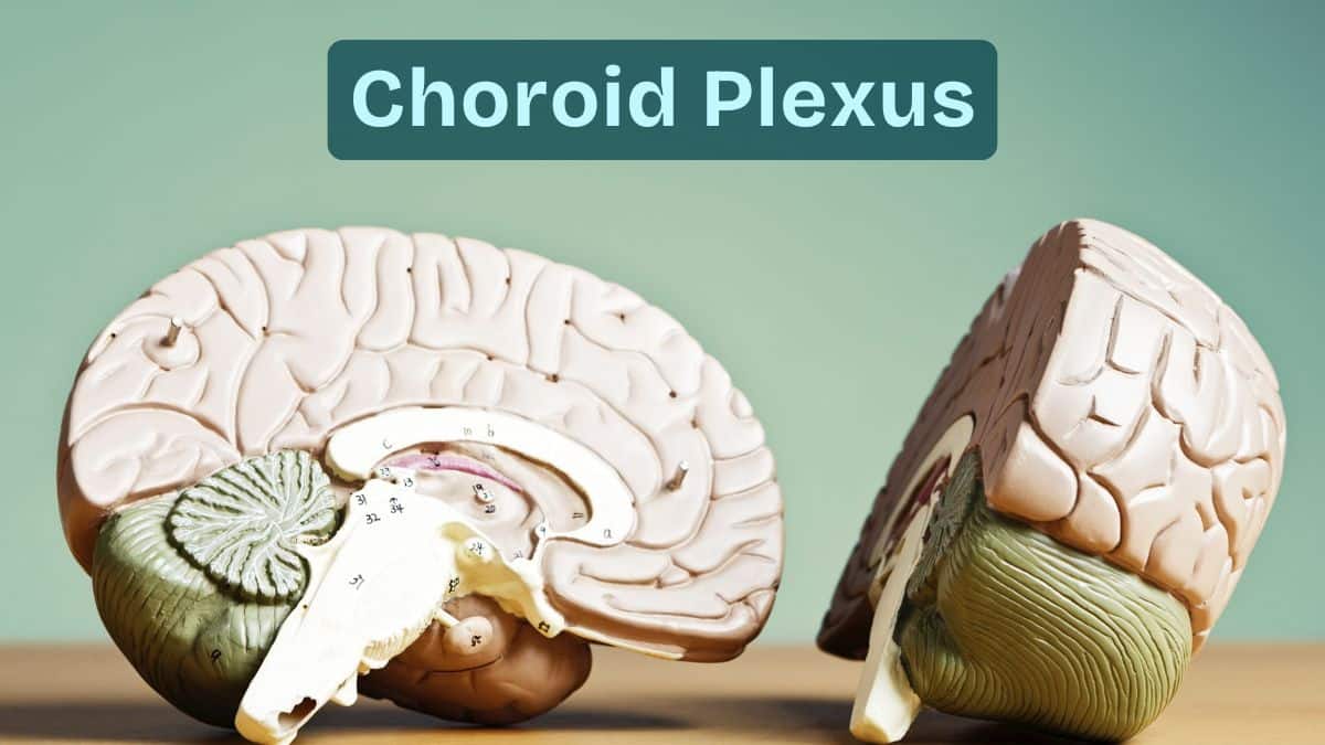 Choroid plexus: Definition, Function, Structures, Diagram, Facts, FAQs